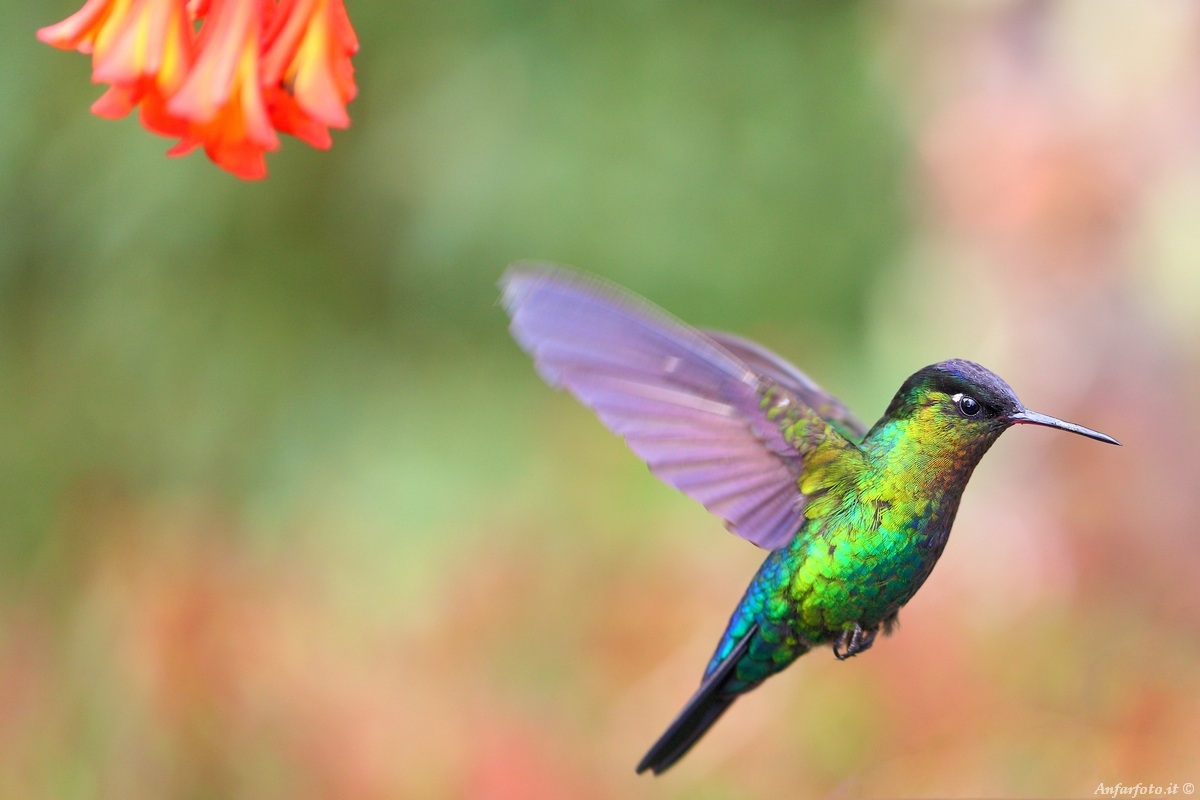 Colibrì in volo