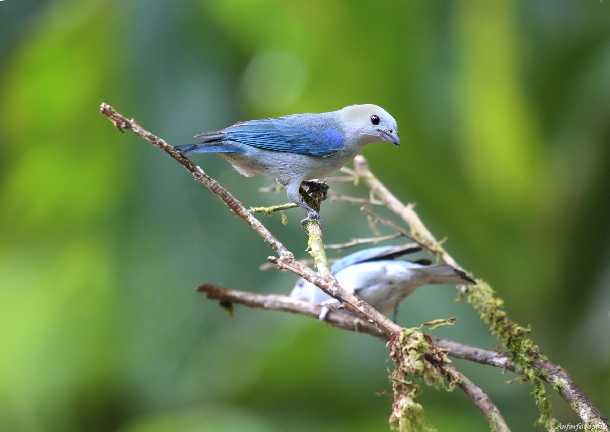 Blue-gray Tanager