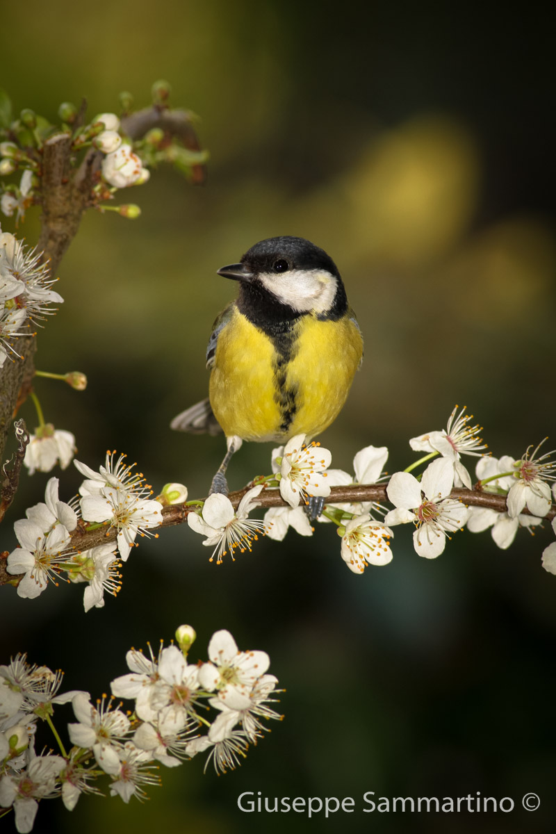 Great Tit