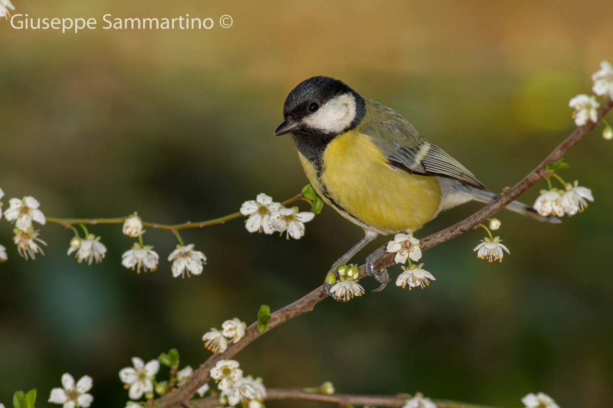 Great Tit