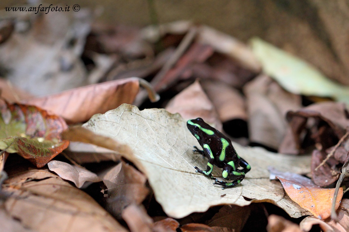 Dendrobates auratus