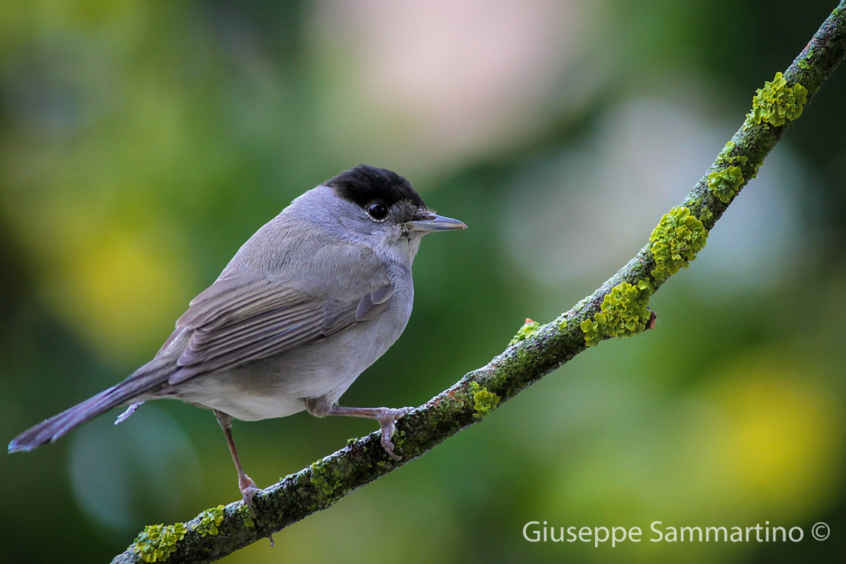Blackcap