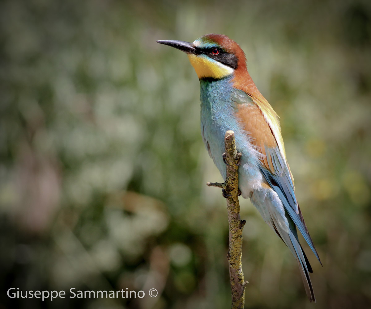 Bee-Eater