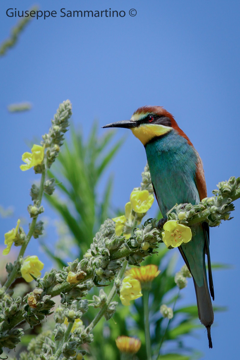 Bee-Eater