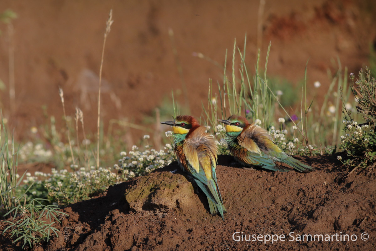 Bee-eaters