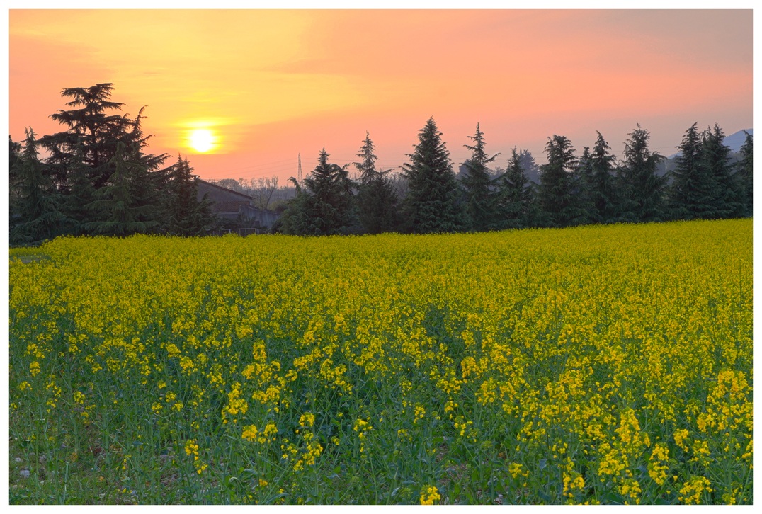 tramonto...colzato!!!