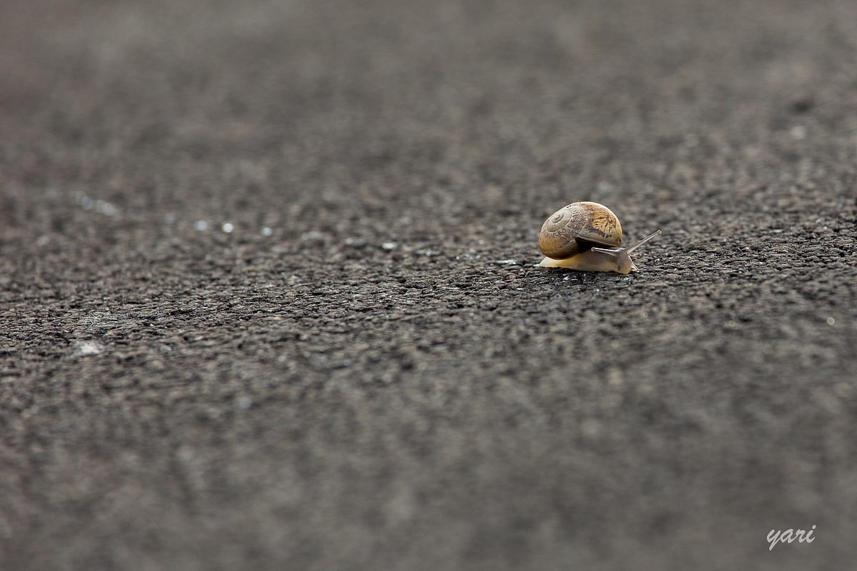 La vita è una strada in salita..
