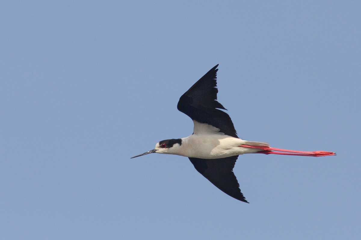 Il Cavaliere è volato via!