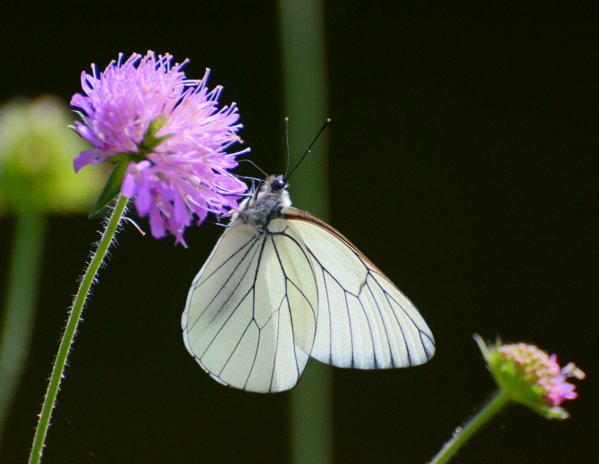 Pieride  del biancospino