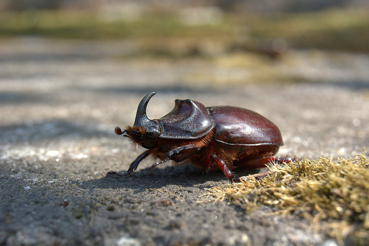 Scarabeo rinoceronte