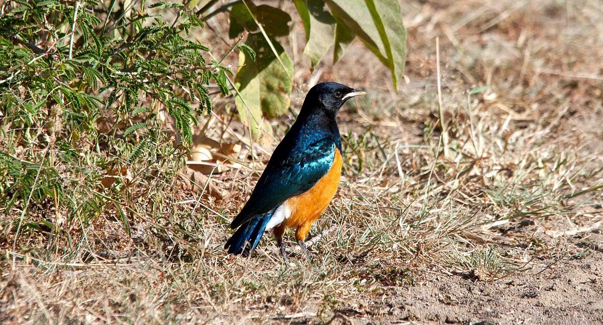 Lamprotornis superbus