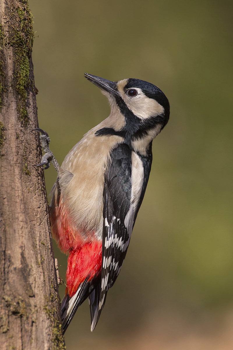 woodpecker