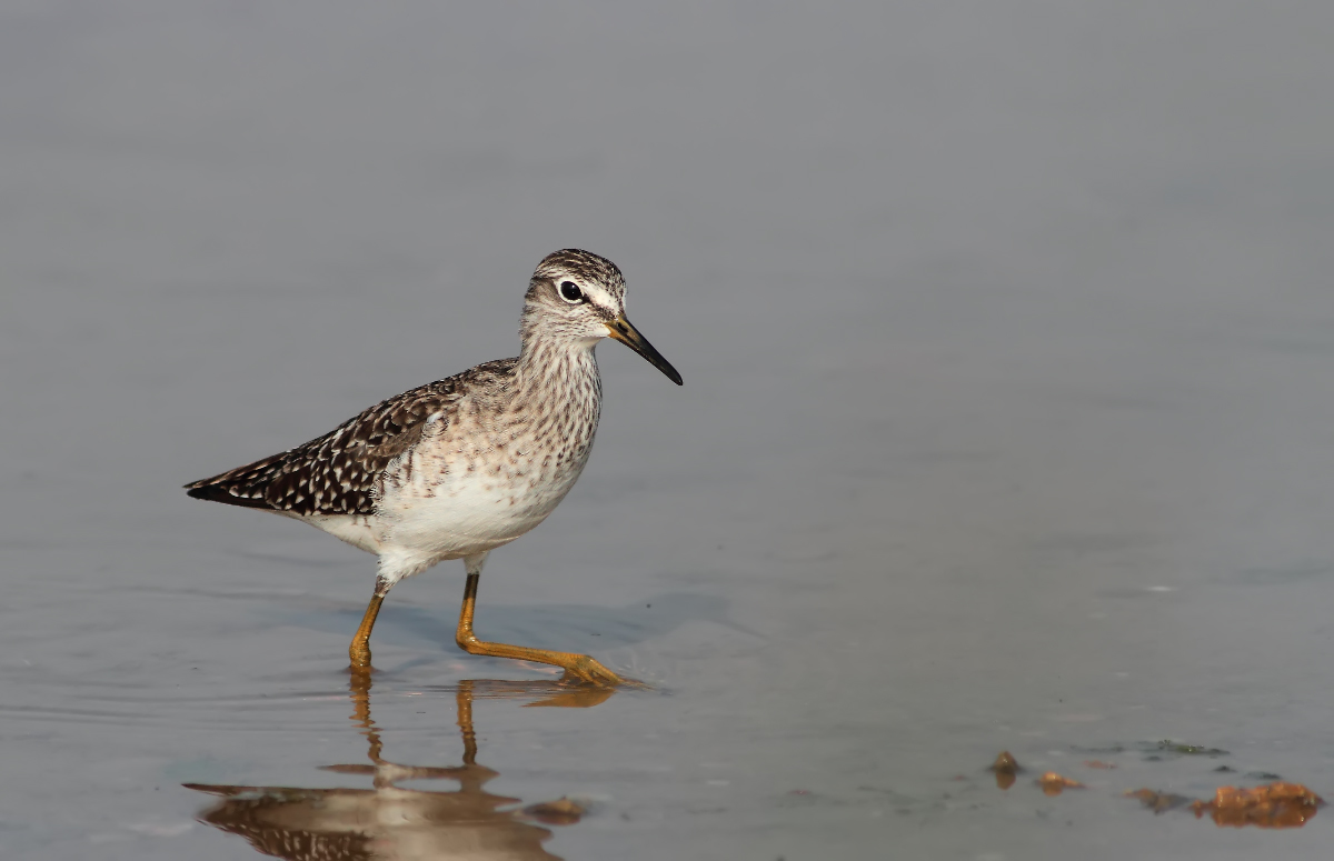 Piro piro boschereccio