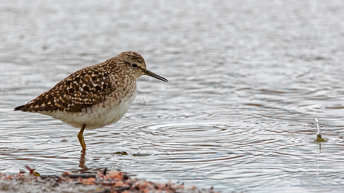 It's raining .. looks like rain