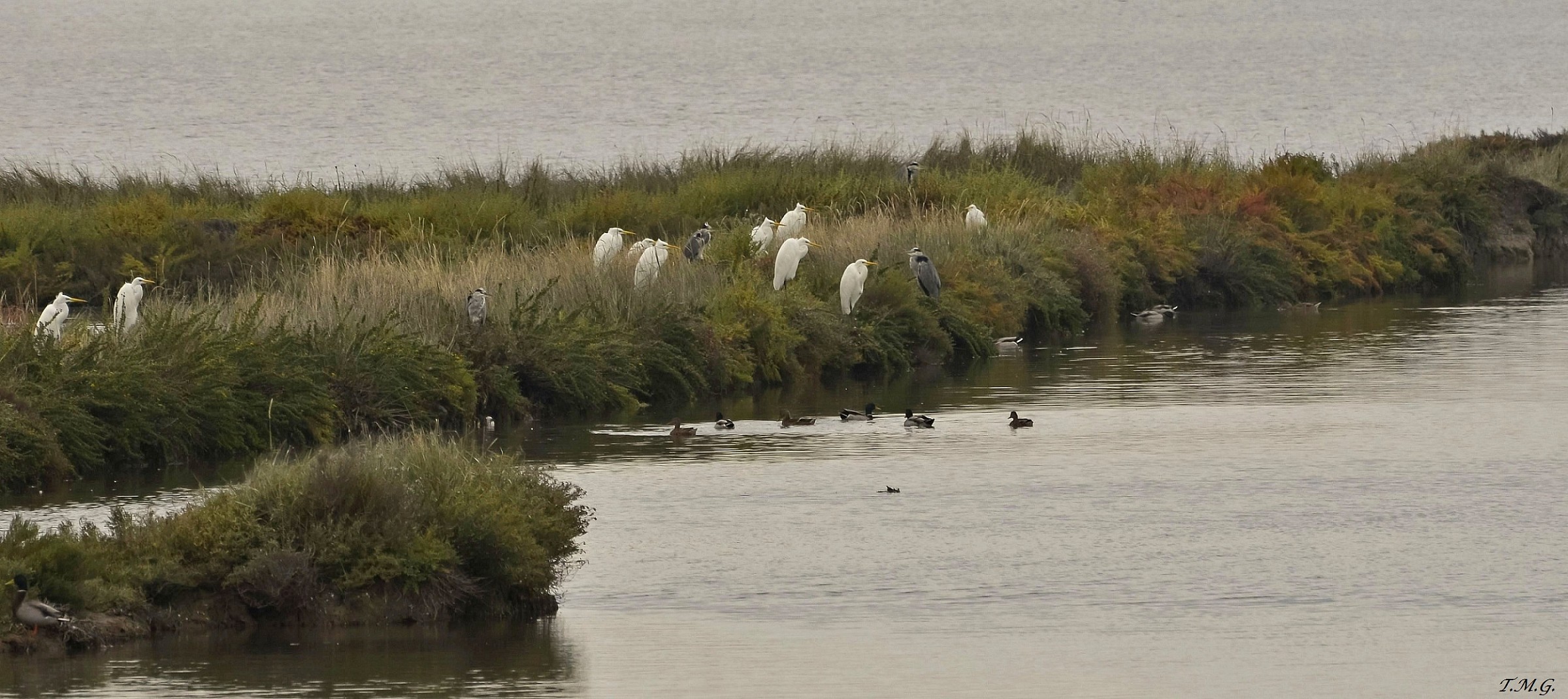 Nel Delta del Po....quattro chiacchiere in compagnia