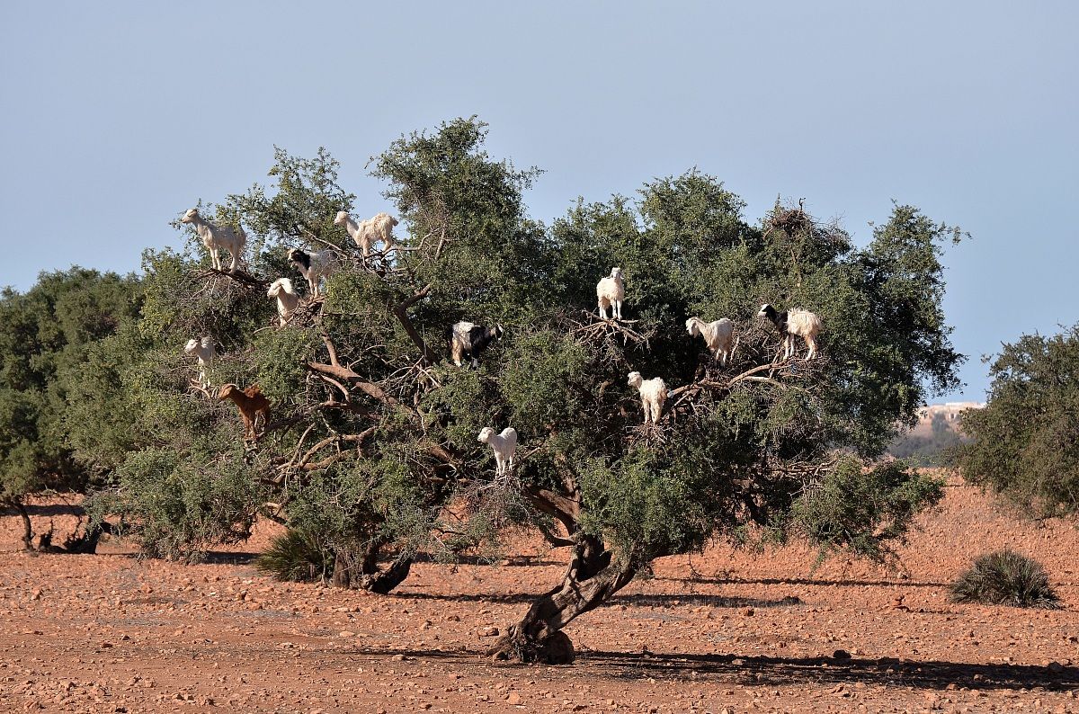l'albero delle capre