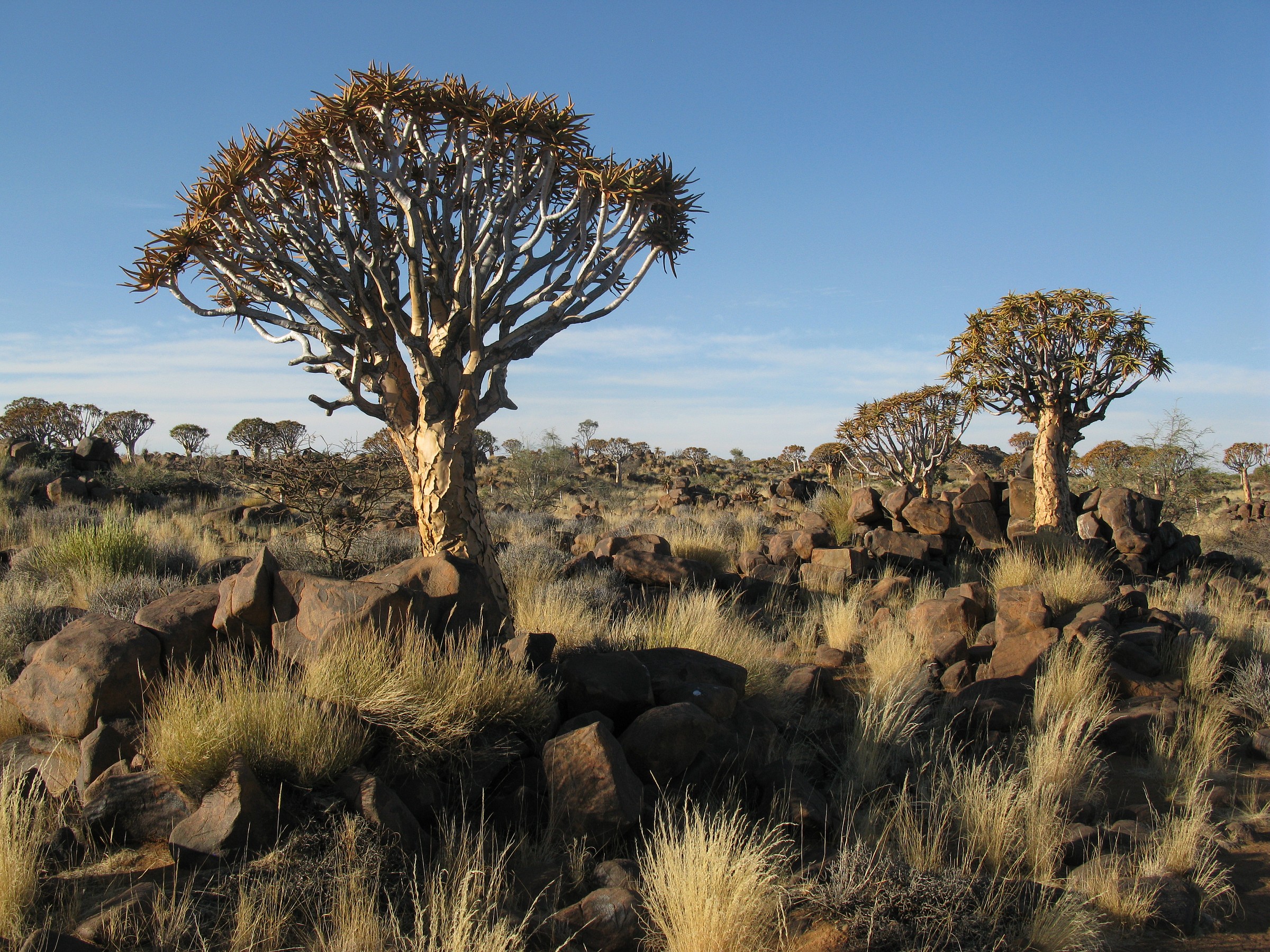 Forest Degi quiver trees, Namibia