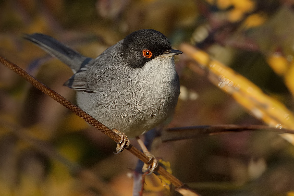 .... aspettando il Torcicollo....