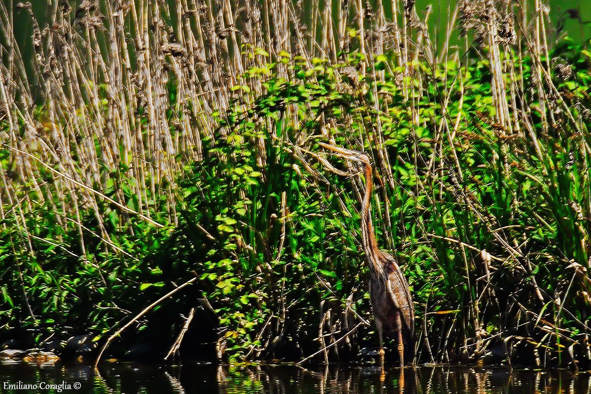 Purple Heron