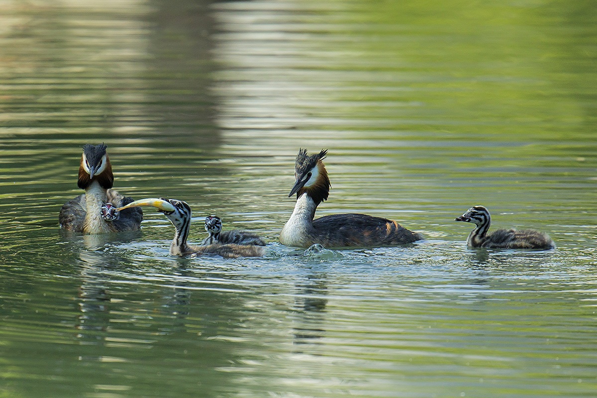 Family of Loons greater than the full