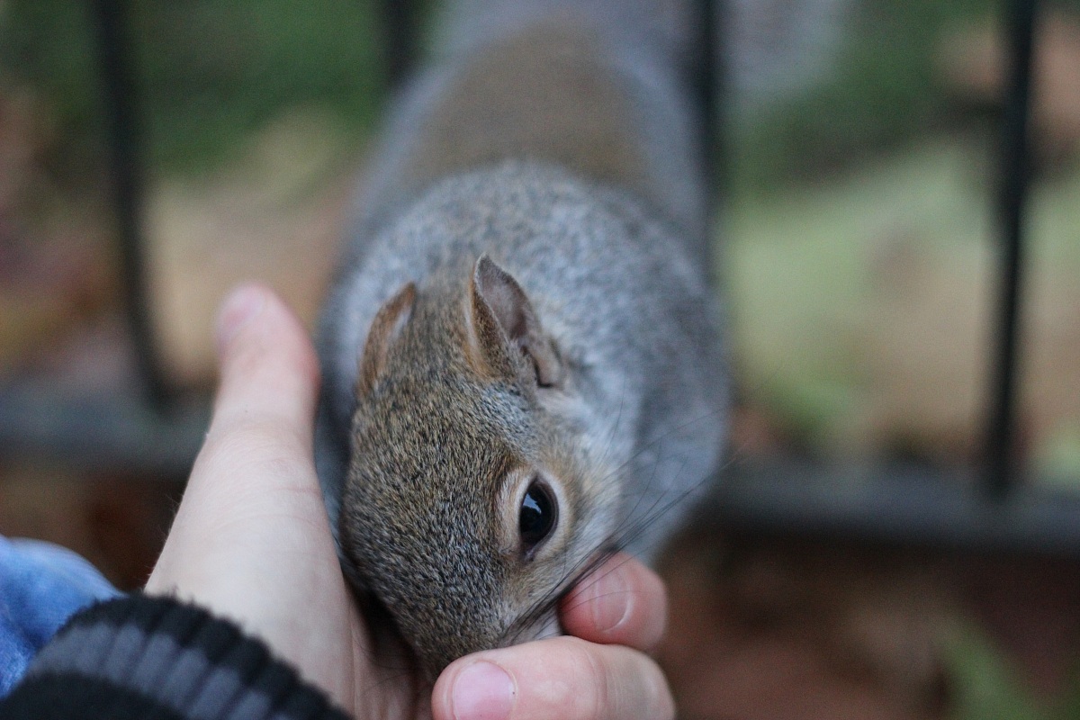 Scoiattolo4