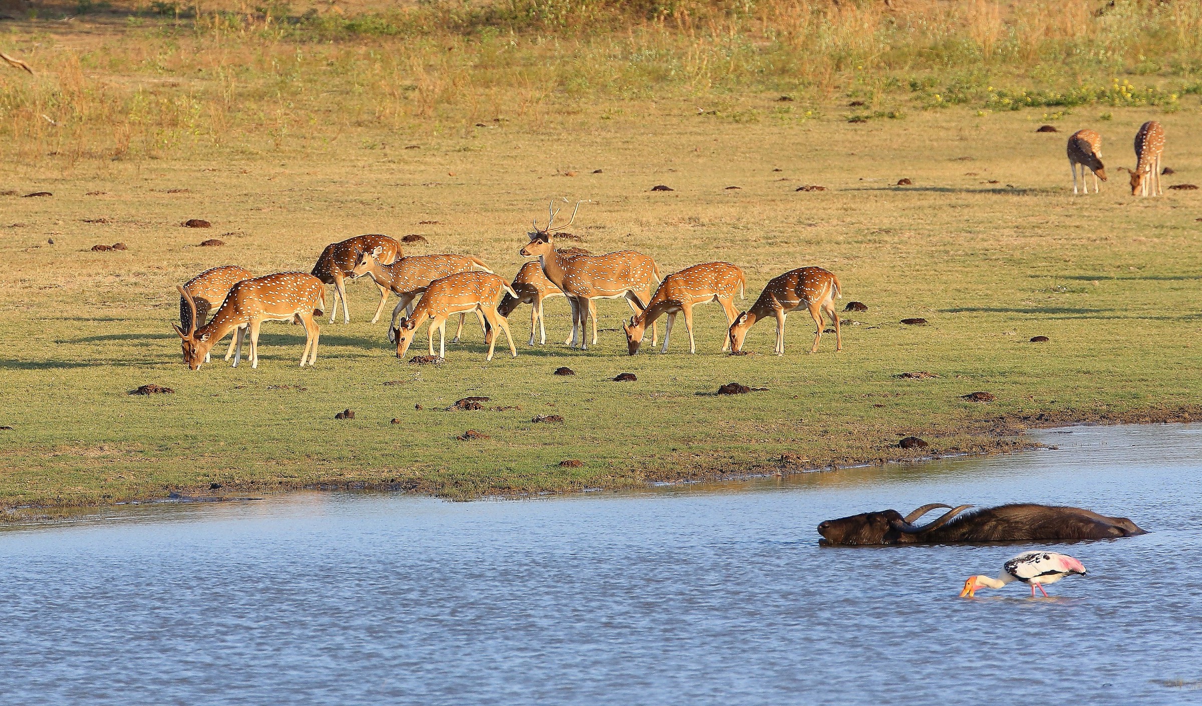 Yala National Park