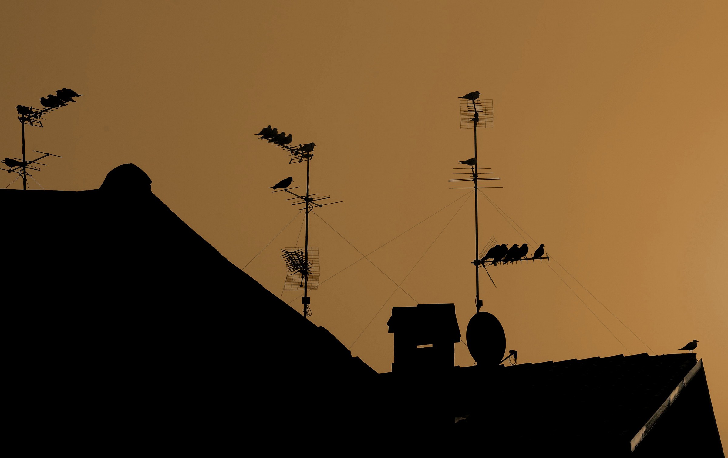 Posti liberi in platea