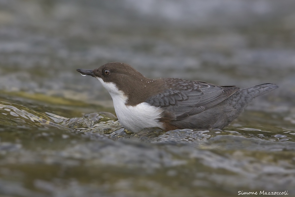 Dipper