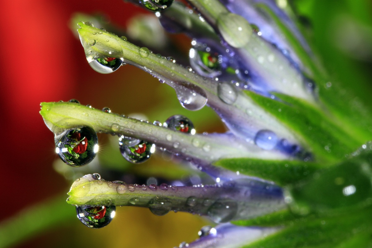 like drops of dew