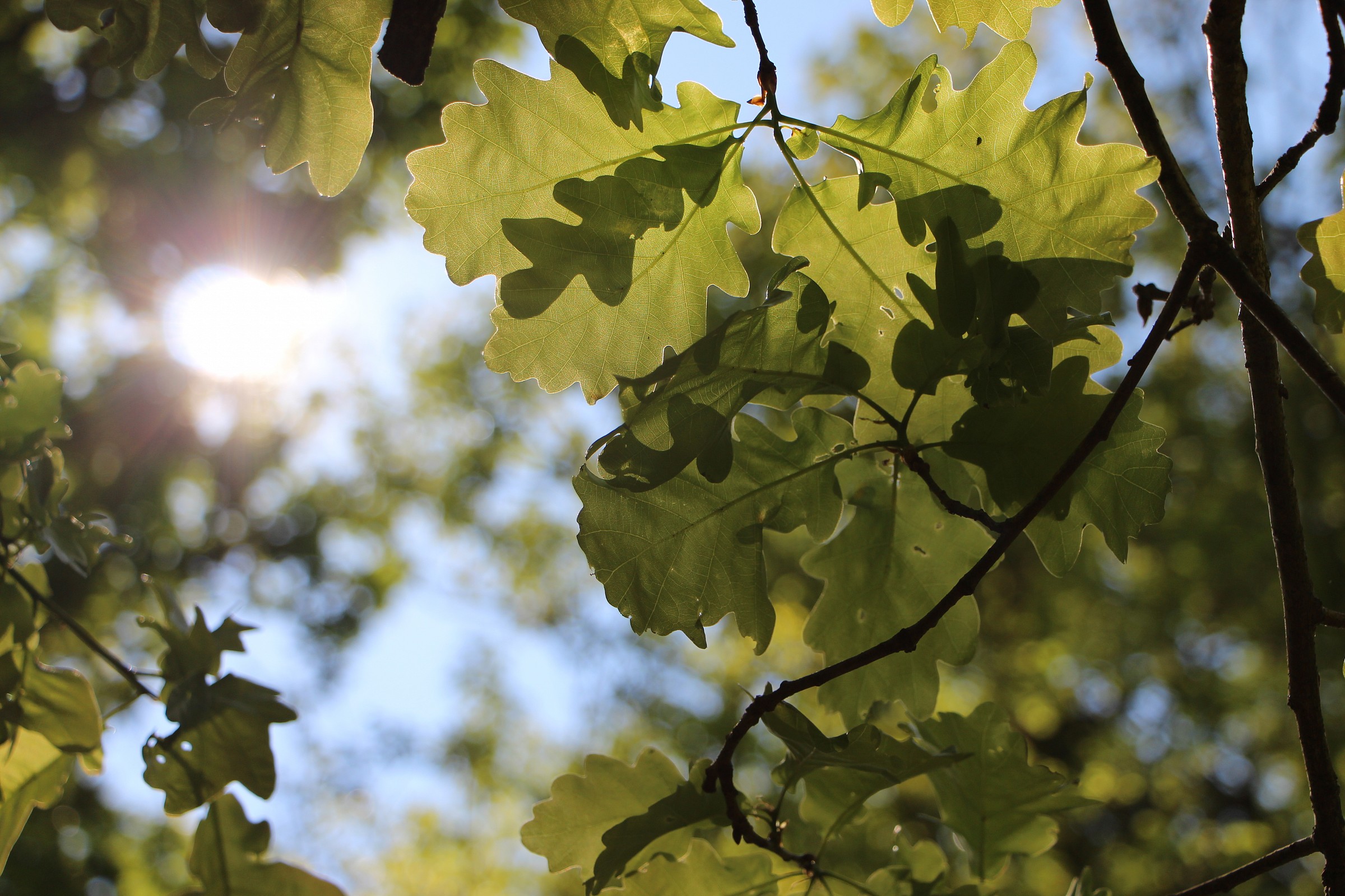 Un raggio di sole...