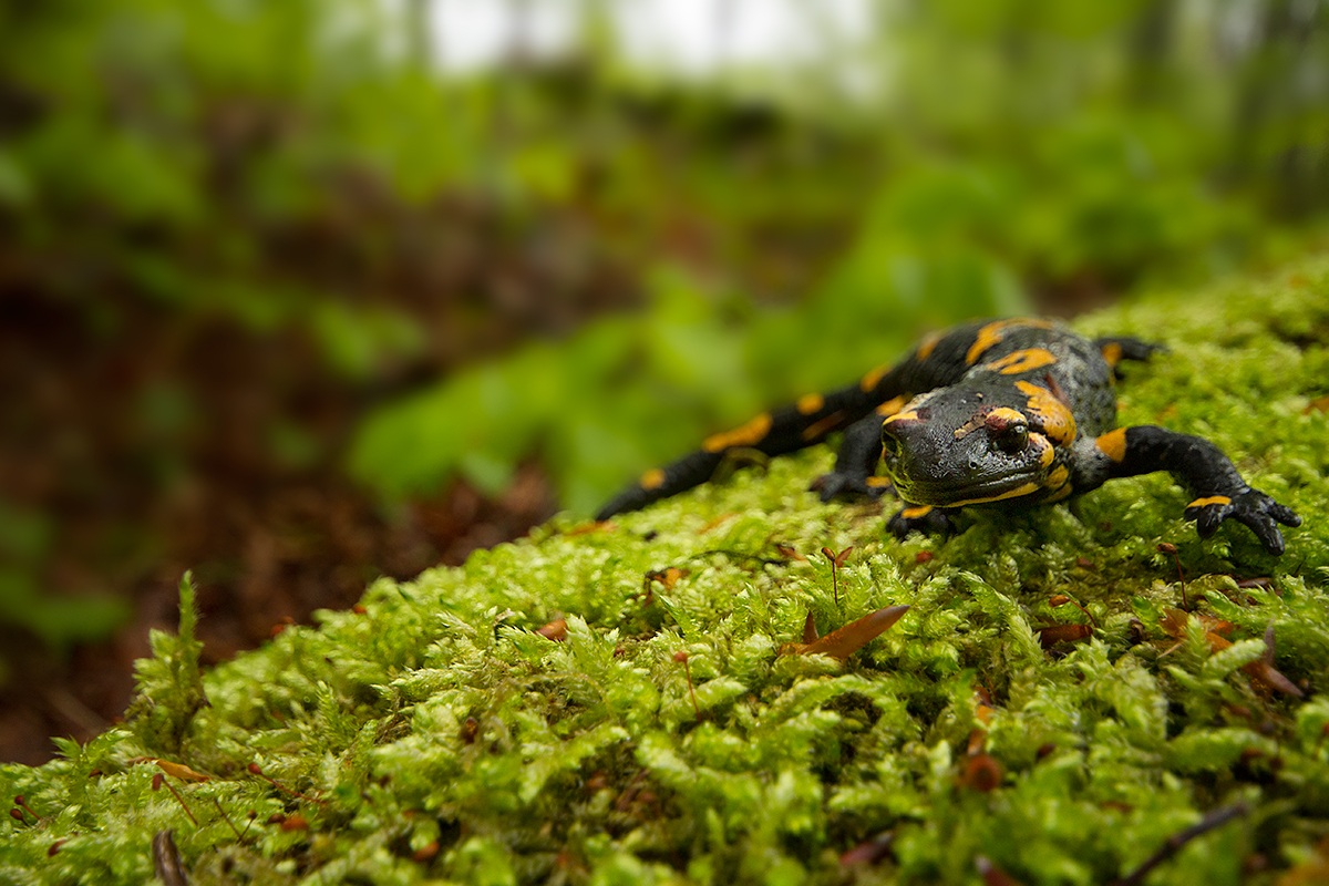 Salamandra Pezzata ambientata