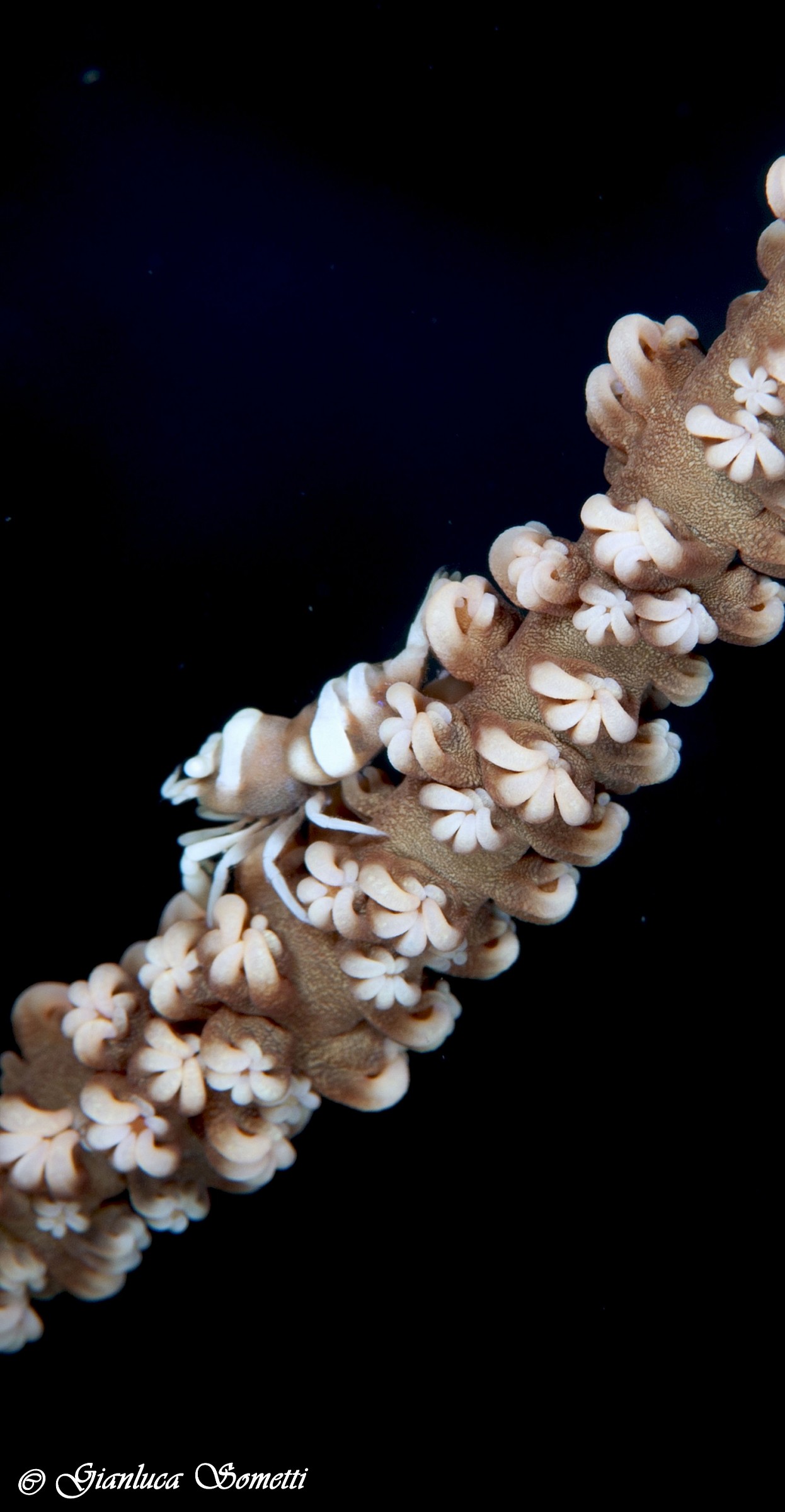 Puerto galera Philippines