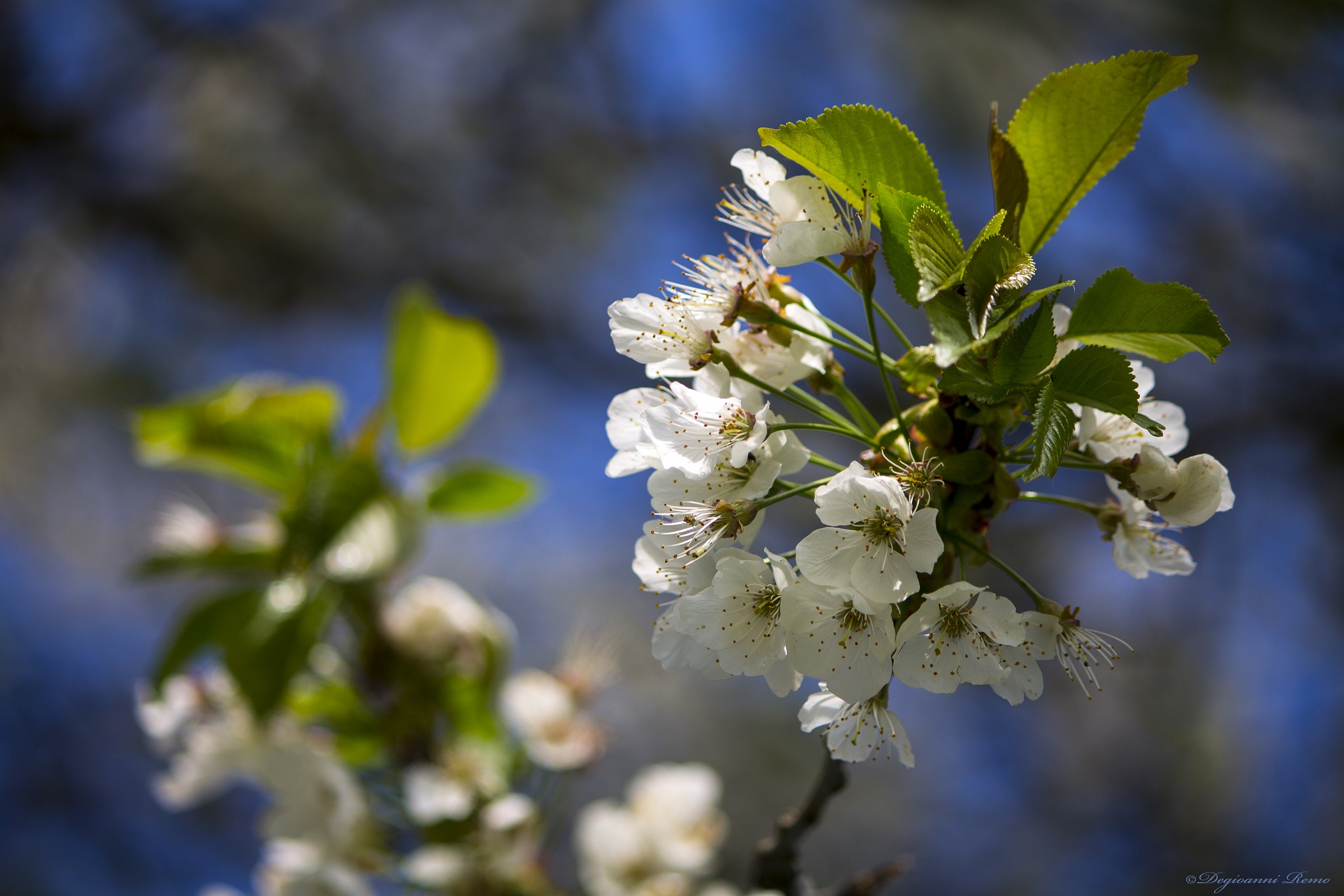 And 'the springtime!