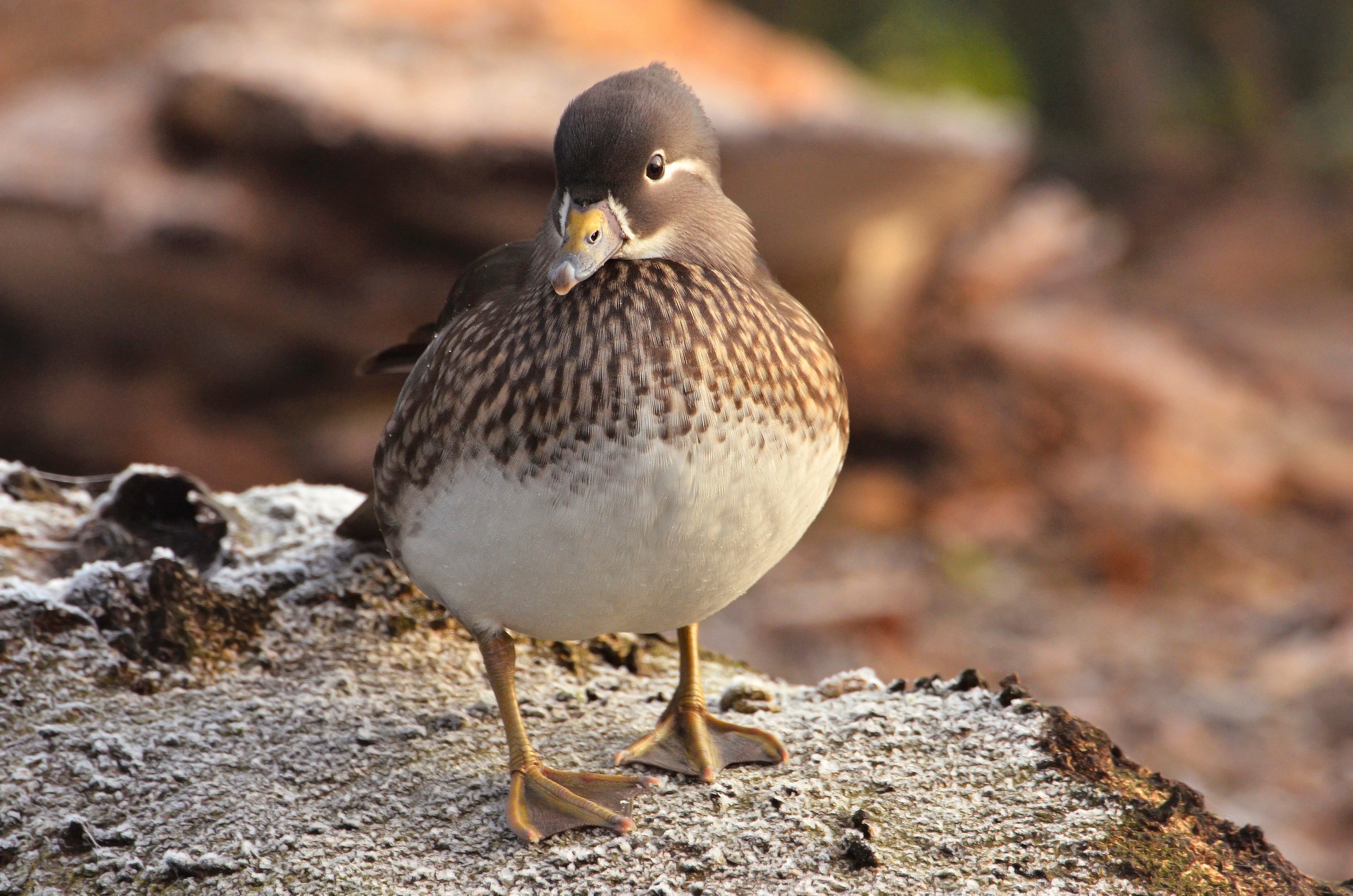 Anatra Mandarina femmina