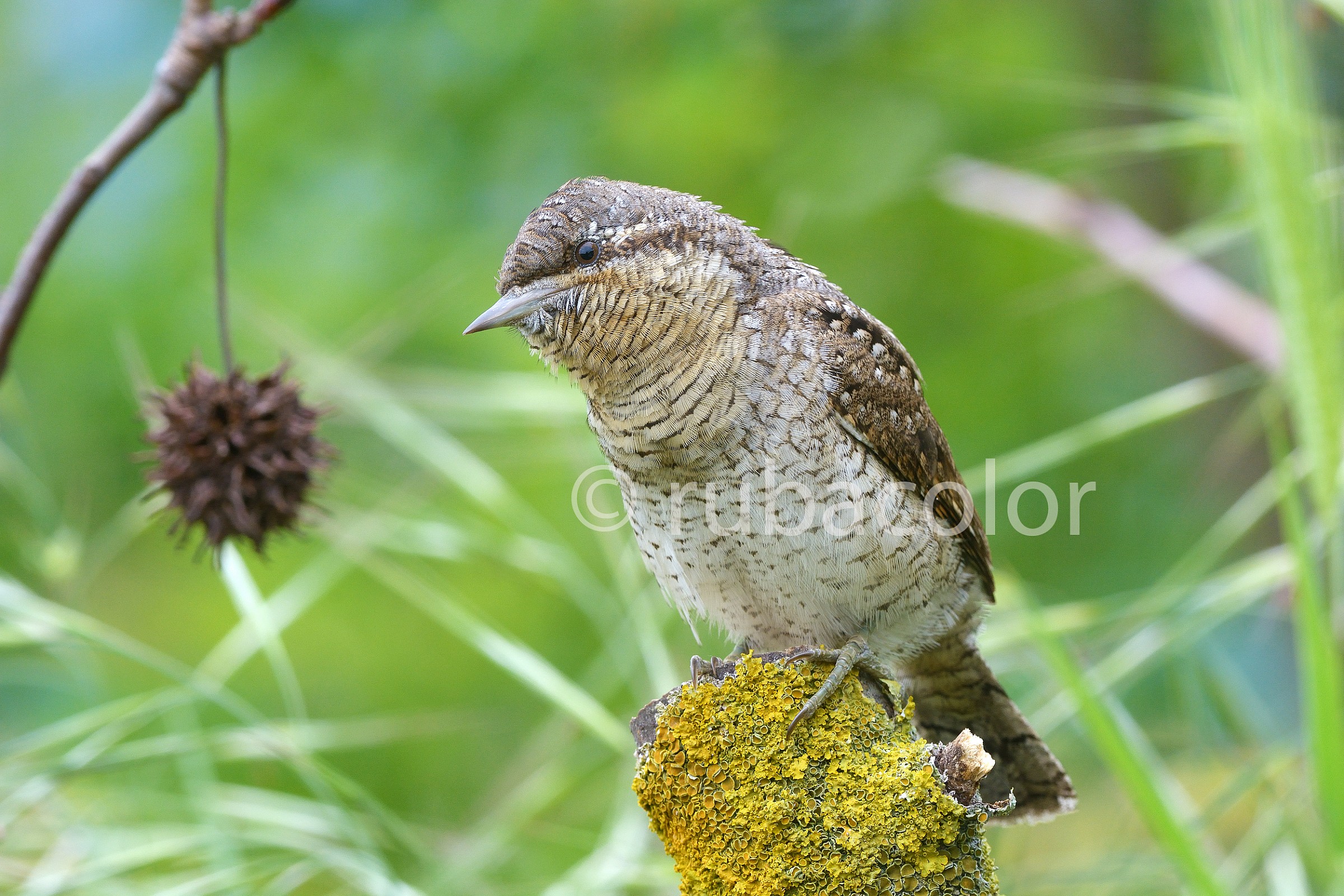 Give us this day our daily torticollis