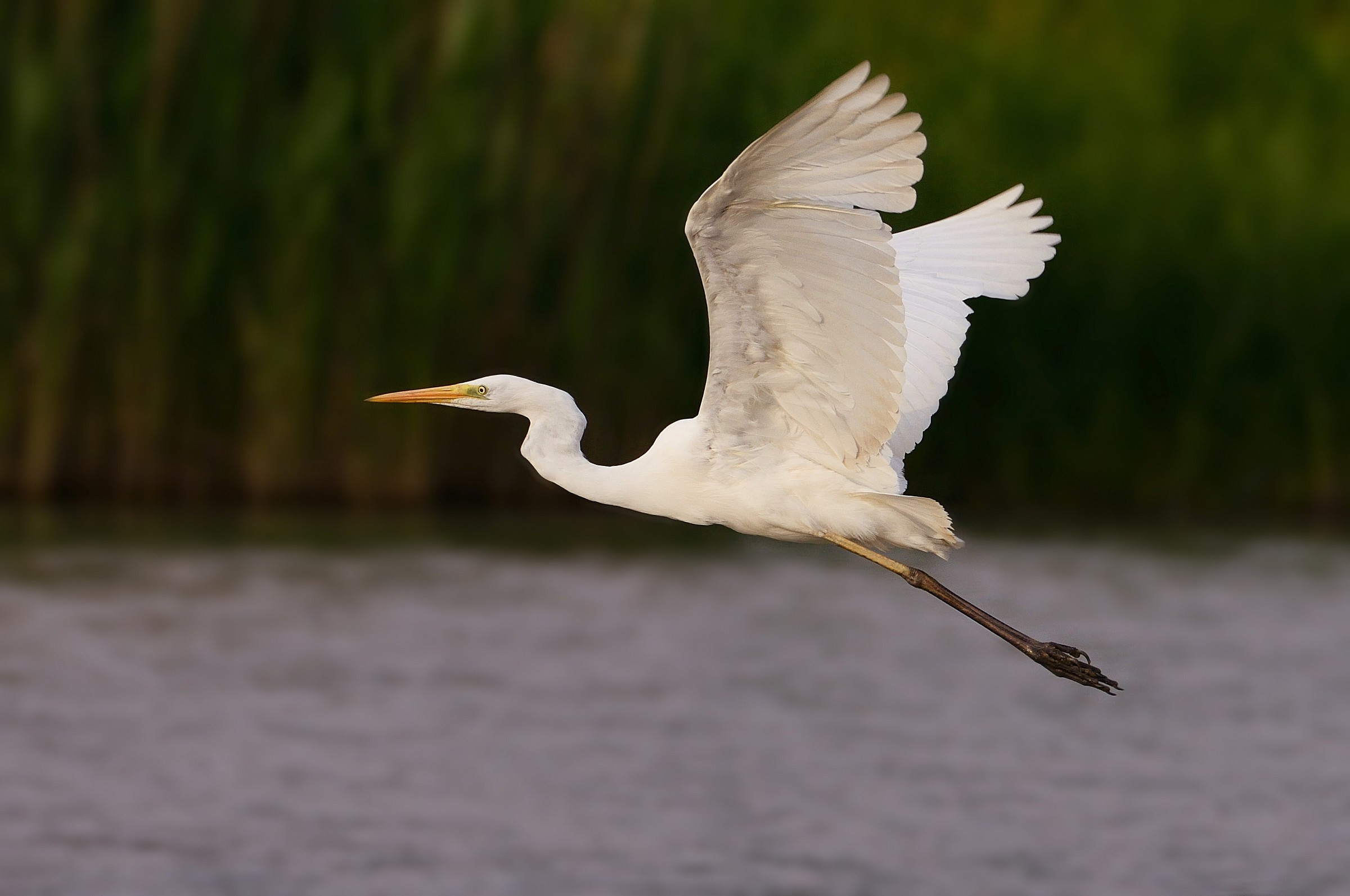 Bianco maggiore in volo