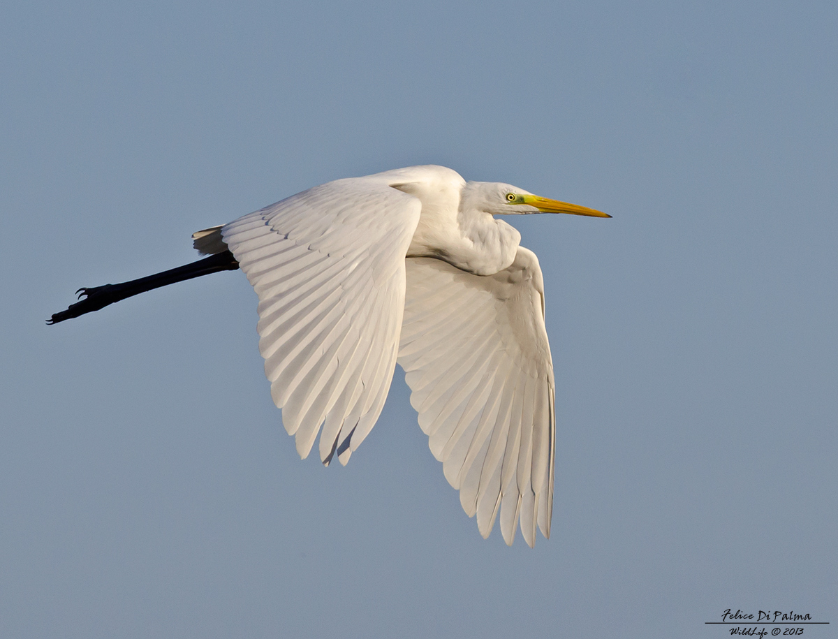 Bianco in volo
