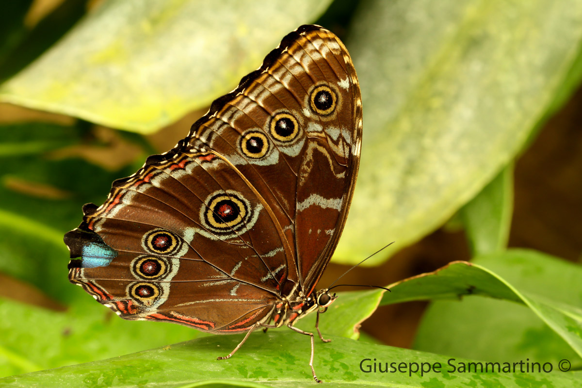 Morpho Peleides
