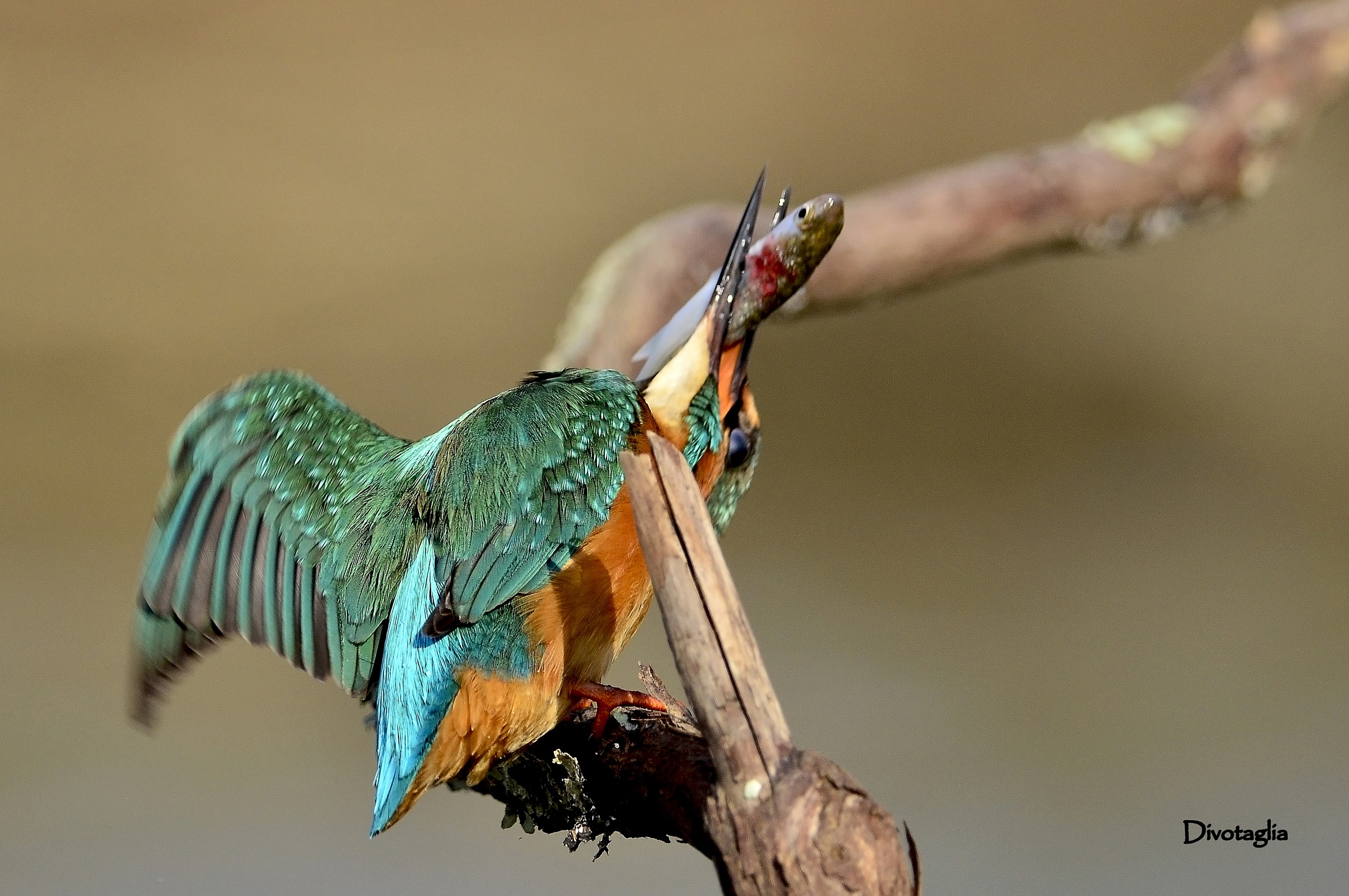 Martino killer (Per necessita')