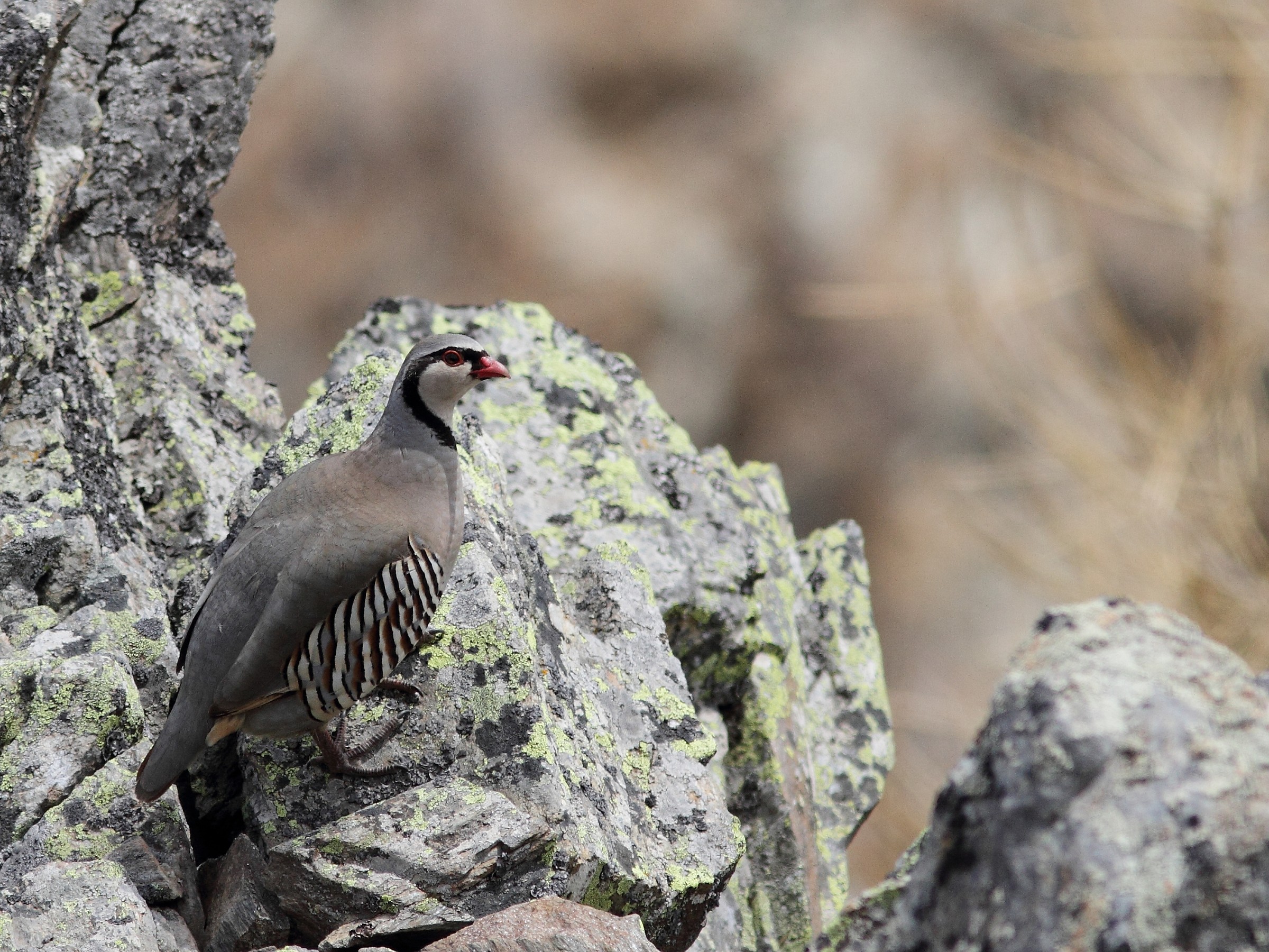 Bartavella del Clo Valun!