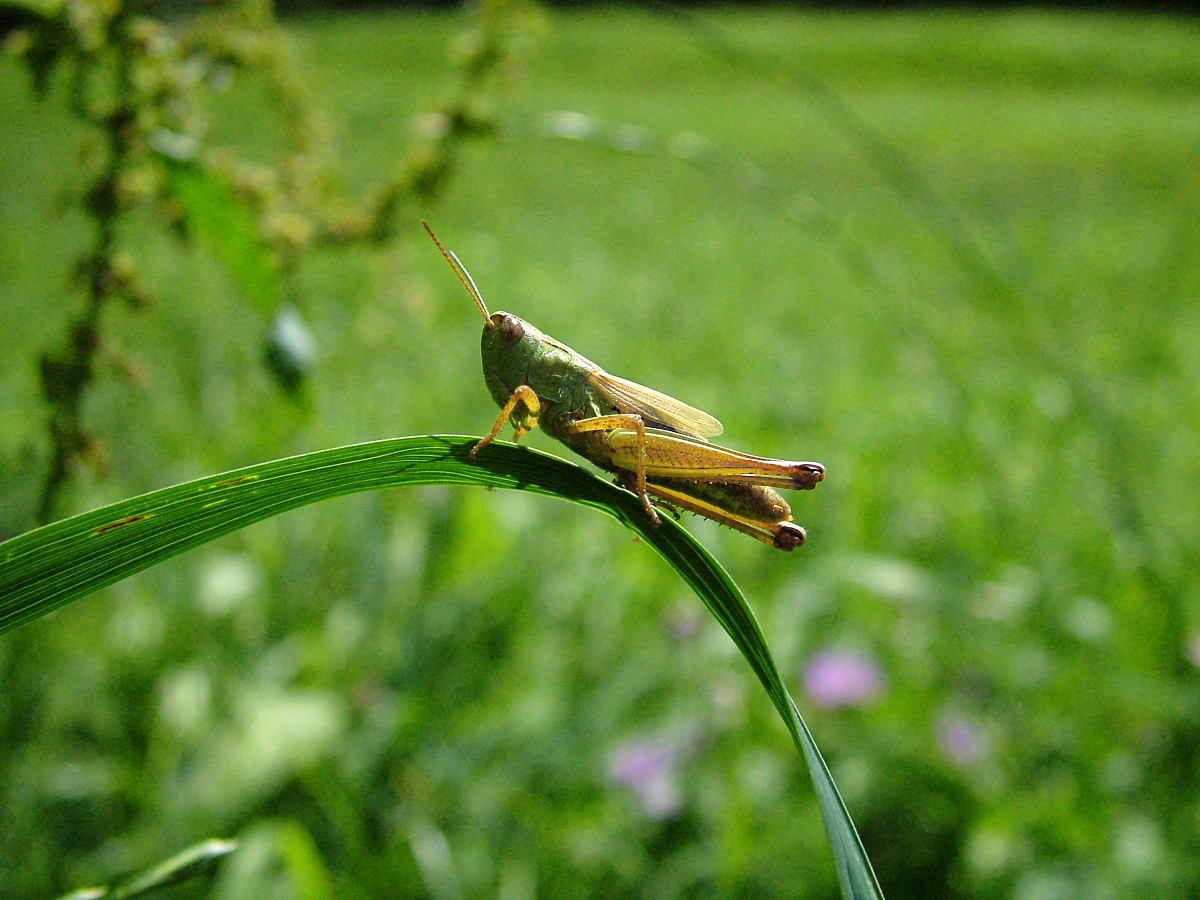 grasshopper