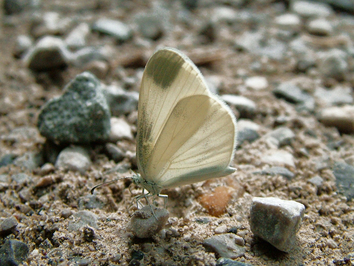 white butterfly
