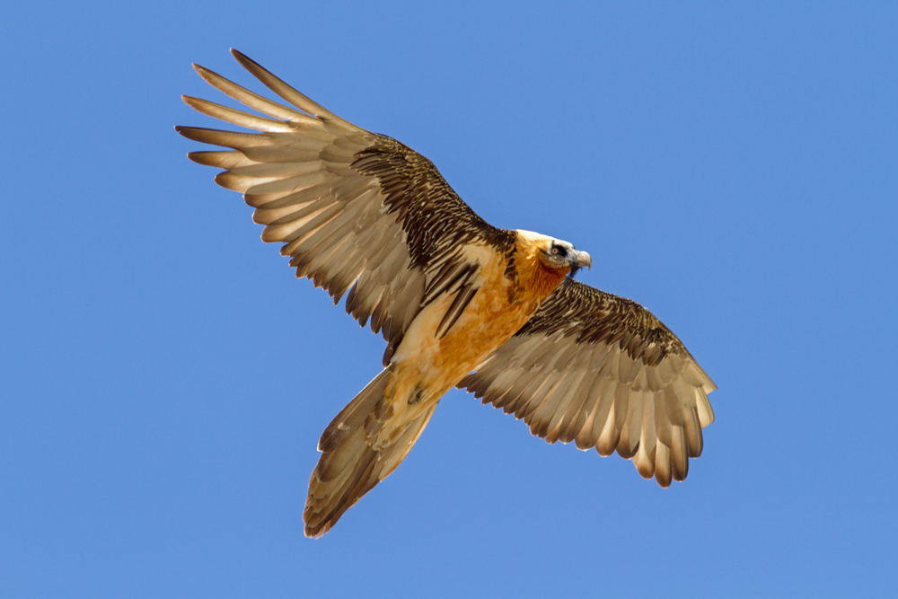 Bearded Vulture