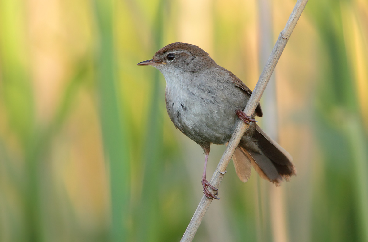Cetti's Warbler