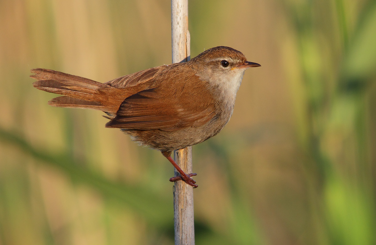 Cetti's Warbler