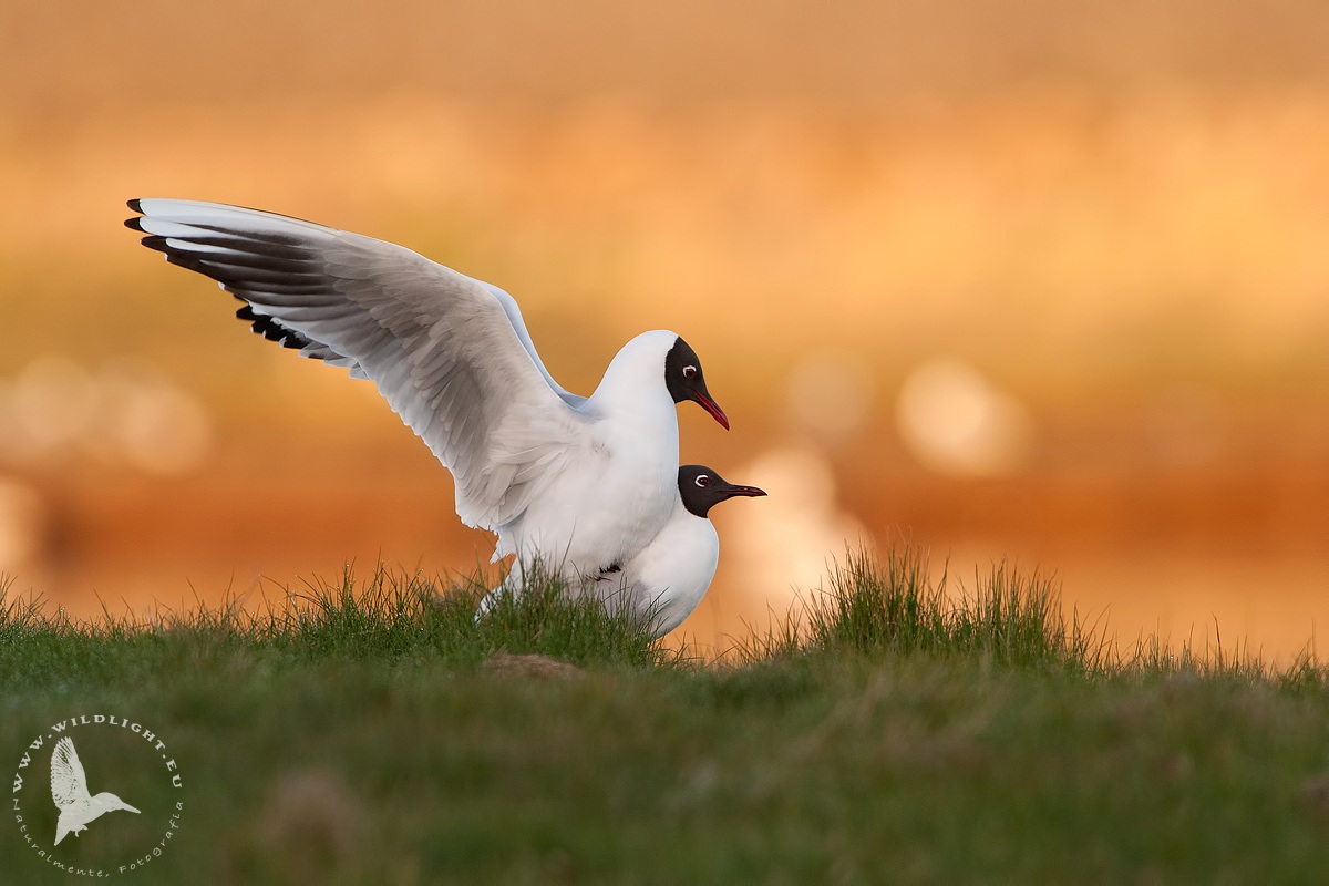 gabbiani comuni - accoppiamento all'alba