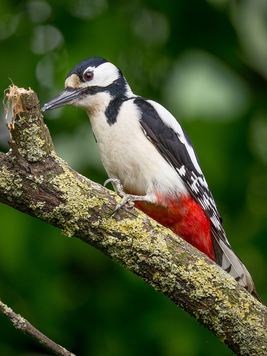 Great Spotted Woodpecker (male)