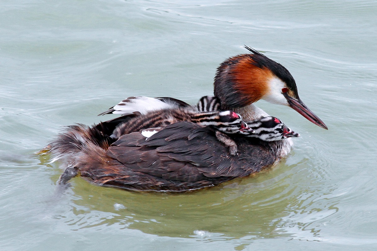 Great crested grebe with offspring