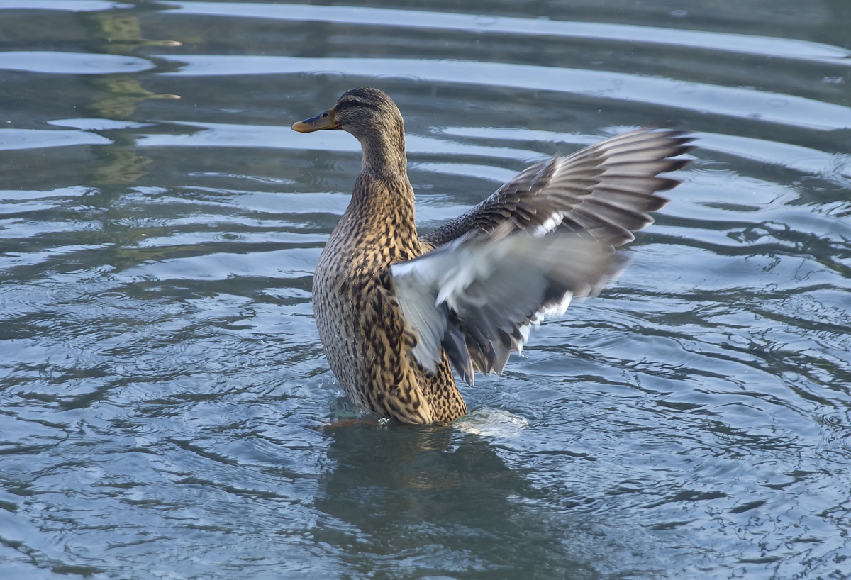 female mallard