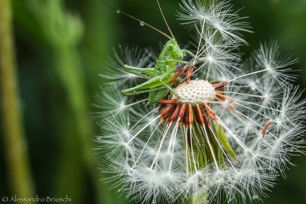 mo' stacco tutti i rametti...